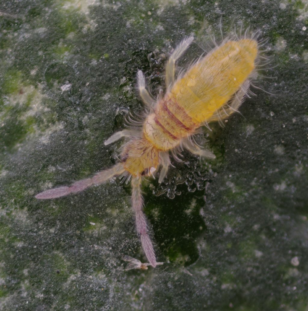 Entomobrya atrocincta